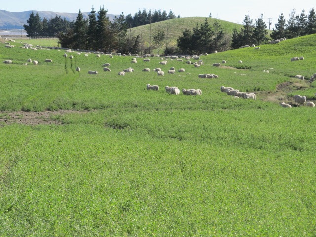 Lucerne grazing