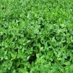 images/Images_Dryland_Pasture/arrowleaf_clover.jpg