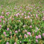 images/Images_Dryland_Pasture/rubitas_red_clover.jpg