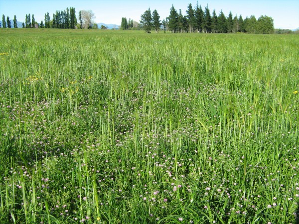 flush of legumes