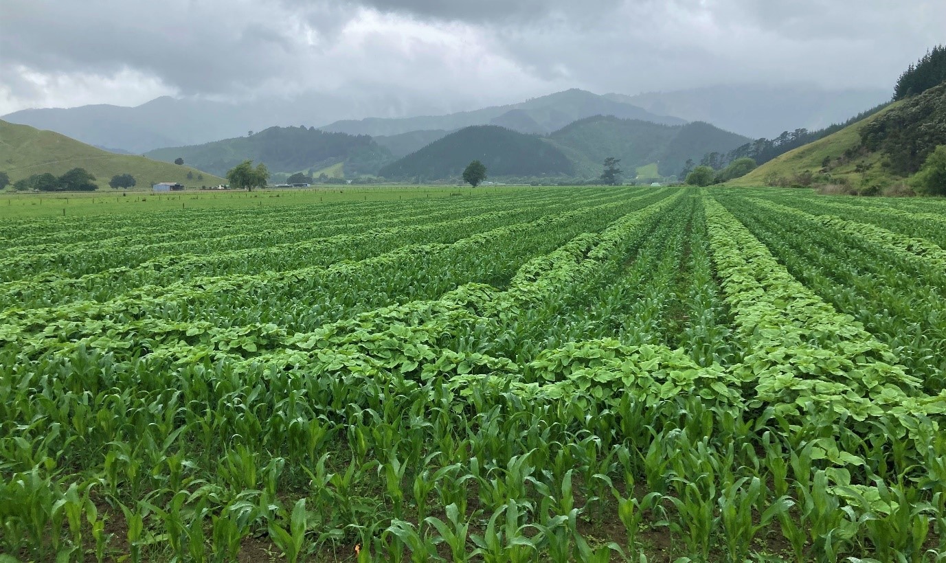 Pateke Farms Maize and Silage Silage Crop DECEMBER 2021