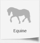 Equine