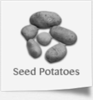 Seed Potatoes