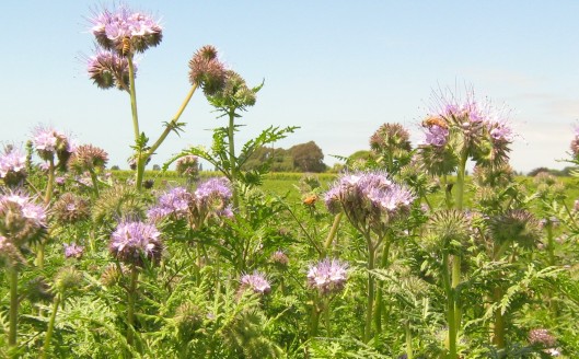 Horticultural Trades