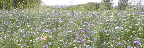 Oats and Lupins 1