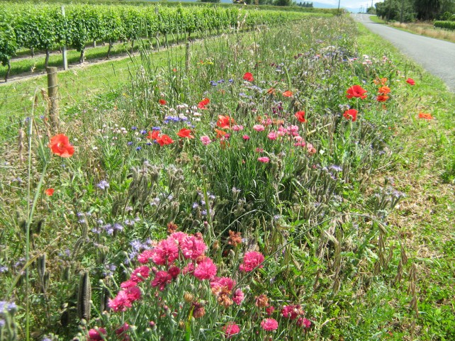 Wildflower Mix