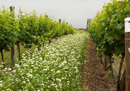 buckwheat at cloudy bay